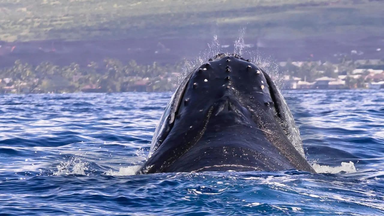 Half-Day Whale Watching Tour in Miches – Unforgettable Marine Adventure