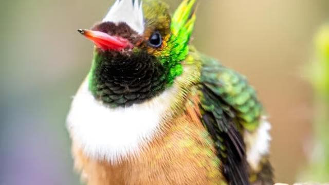 Esquipulas: Manuel Antonio Birdwatching experience - Photo 5 (Gallery view)