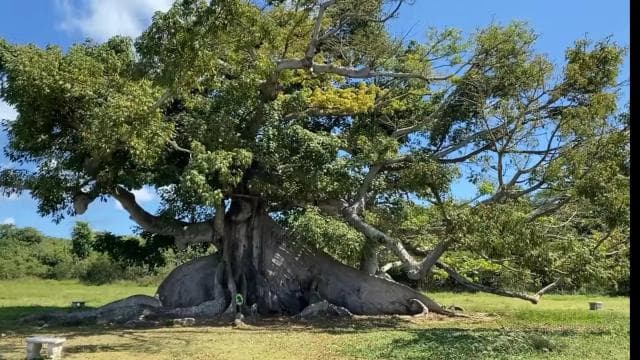 Vieques Adventure by Ferry from Ceiba. - Dominican Republic