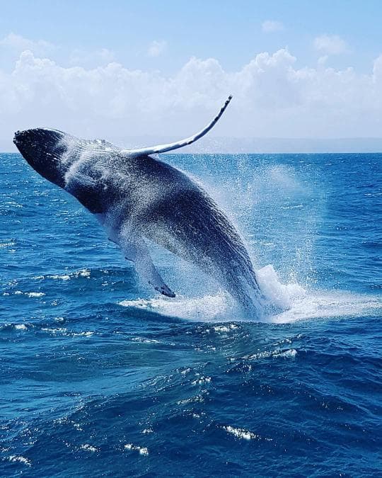 Punta Cana Whale Watching & Kayak at Laguna Limón – Miches Eco Tour - Photo 4 (Gallery view)