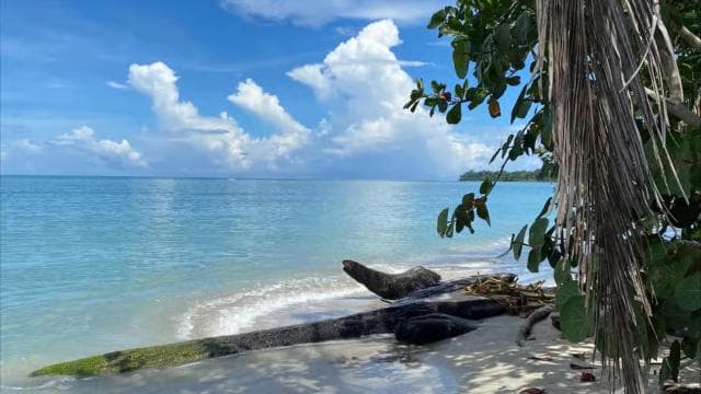 Cahuita: Guided Hike Through Cahuita National Park