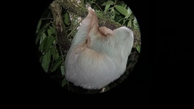 Monteverde: Night Walk through the Forest with a Guide - Photo 5 (Gallery view)