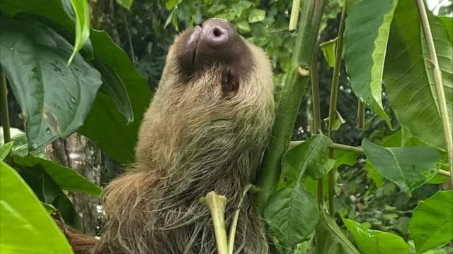 Cahuita: Guided Hike Through Cahuita National Park