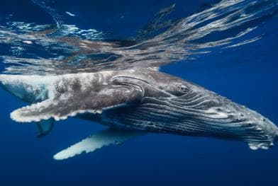 Whale Watching + Cayo Levantado - Photo 5 (Gallery view)