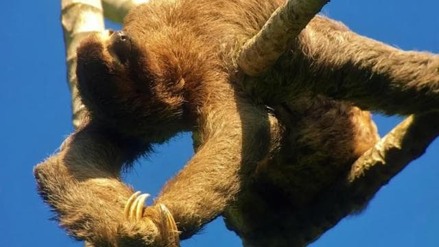 Manuel Antonio: Wildlife and Beach Tour in National Park
