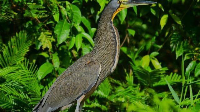 Tortuguero: Guided Canoe Tour "An Unforgettable Experience"
