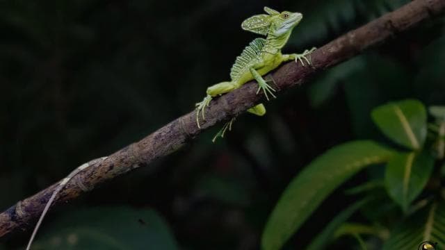 Tortuguero National Park: Canoe Tour with electric motor