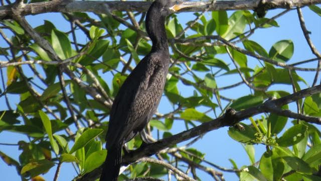 Vogelbeobachtung im Juan Castro Blanco Nationalpark - Photo 3 (Gallery view)
