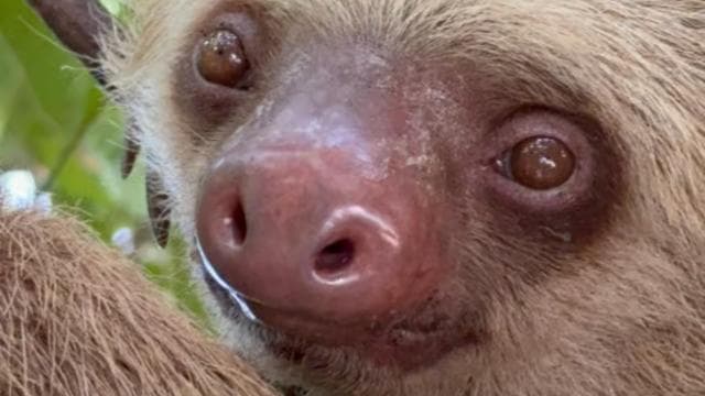 Cahuita: Gyalogtúra és vadvilági városnézés, túra idegenvezetővel - Photo 2 (Gallery view)