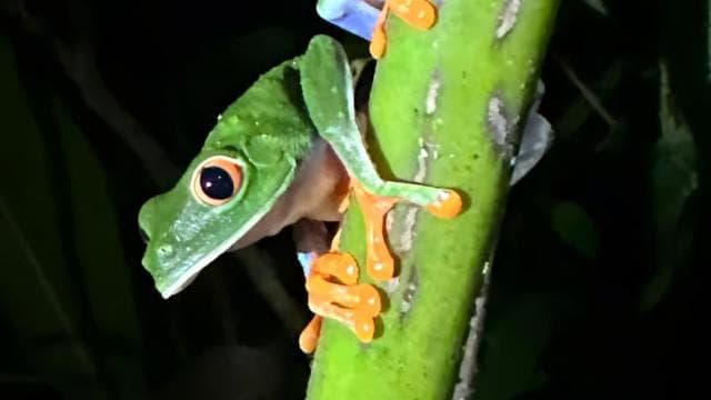 La Fortuna Night Walk in a High Biodiversity Rainforest - Photo 5 (Gallery view)