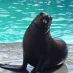 Dolphin Encounter for Dominican Residents