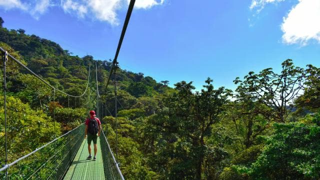 Monteverde: Hanging Bridges in the Cloud Forest Guided Tour