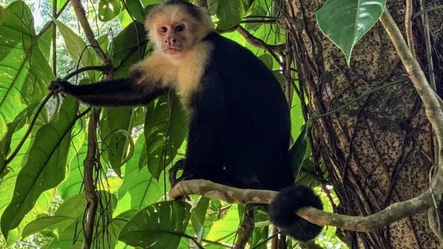 San Jose Costa Rica: Manuel Antonio National Park Tour