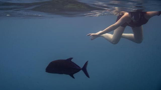 Whales Watching Adventure in Uvita with Expert Guides - Photo 2 (Gallery view)