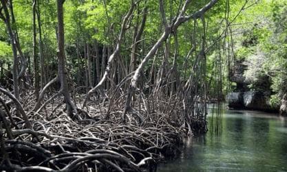 Sabana de la Mar:Los Haitises National Park: Boat Tour and Cave Visit - Photo 4 (Gallery view)