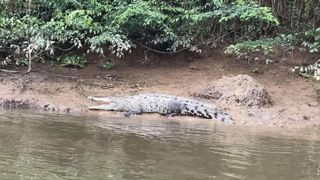 Costa Rica Mangrove Tour: Terraba National Wetlands - Uvita
