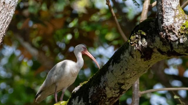 Uvita: Birdwatching