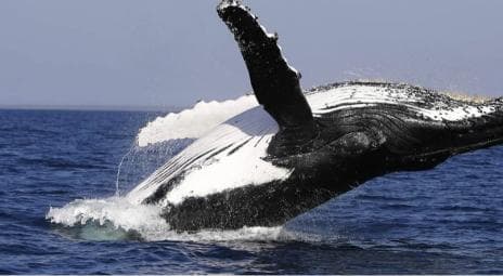 From Punta Cana: Whale Watching and Montana Redonda Tour