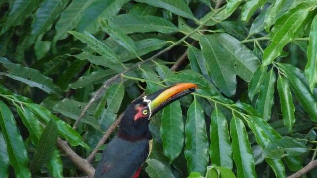 Self Guided Nature Hike with Ocean View Photo spots in Jaco