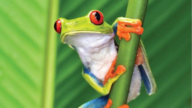 Guanacaste: Sloth Sanctuary and Waterfall Adventure
