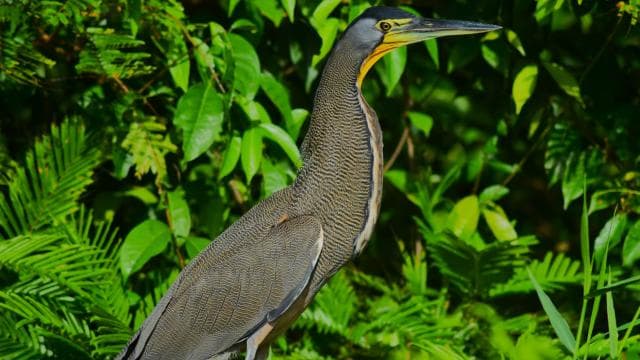 Canoe, night and day hike in Tortuguero National Park - Dominican Republic