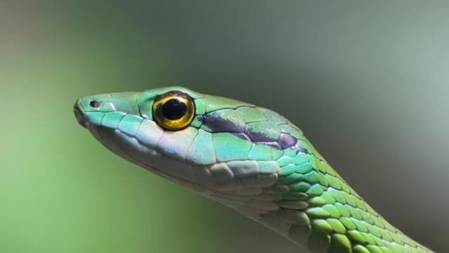 Manuel Antonio National Park Full Wildlife - Photo 2 (Gallery view)