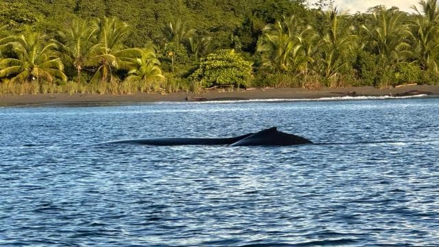 Puerto Jiménez: Dolphin Watching with a Snorkeling Stop - Photo 4 (Gallery view)