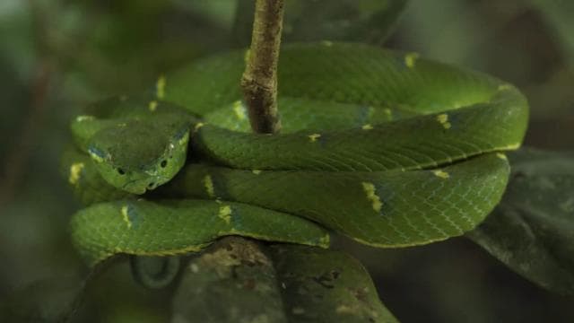 Monteverde: Guided Night Walk In Monteverde