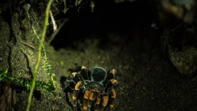 Monteverde: Private Night Tour with Wildlife Encounters