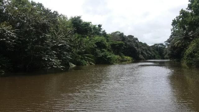 Sierpe: Jungle Wild Cruiser and Mangrove Forest Tour