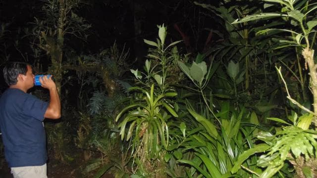 La Fortuna: Ecocentro Danaus Rainforest Night Expedition - Dominican Republic