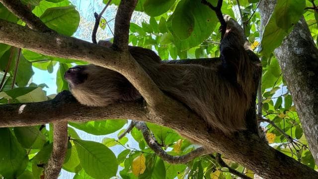 Capuchin Monkey and Wildlife Rescue Center Full "COMBO"