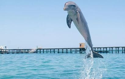 Punta Cana Dolphin Experience: 50 Minutes of Water Fun - Photo 3 (Gallery view)