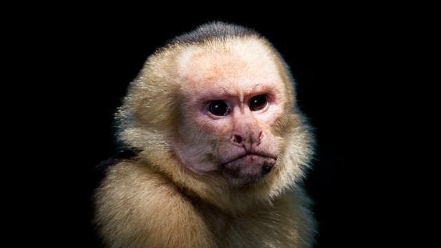 Manuel Antonio Park: Guided Tour with Ticket