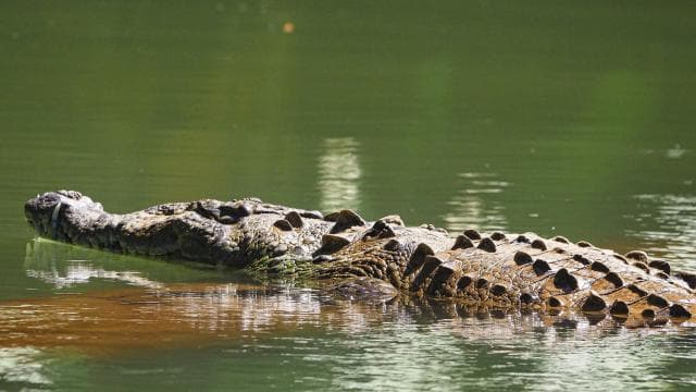 From Uvita: Day Trip to Corcovado National Park by Boat