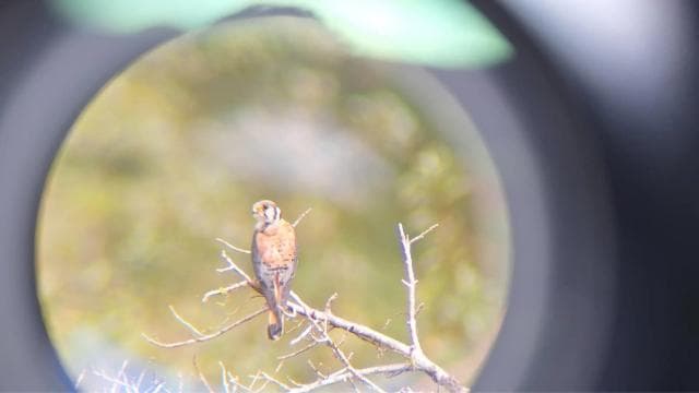Bird Watching at Juan Castro Blanco National Park