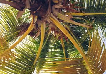 Punta Cana: Whale Watching and Bacardi Island Day Trip - Photo 2 (Gallery view)