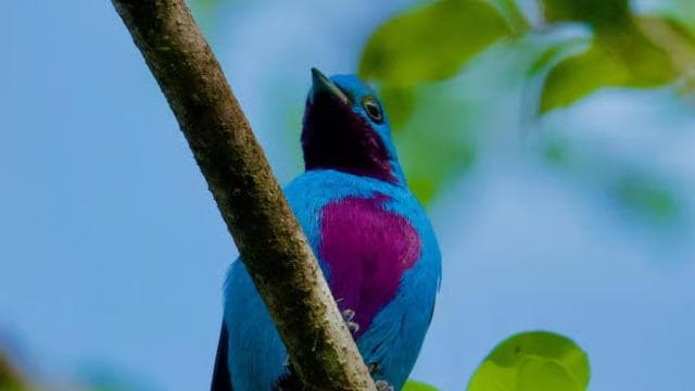Manuel Antonio: Birdwatching exclusive tour
