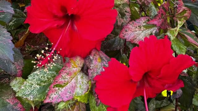 Puerto Viejo: Medicinal and Edible Plant Class