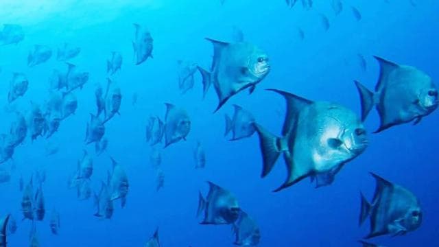 Las Catalinas: Discover Scuba Diving at Flamingo & Tamarindo