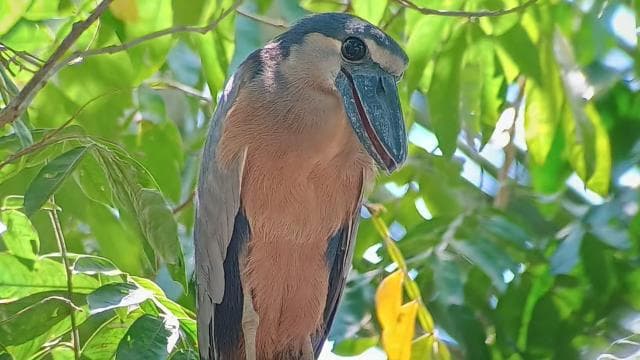 Manuel Antonio: Kayak Tour in the Mangroves to see animals - Photo 3 (Gallery view)