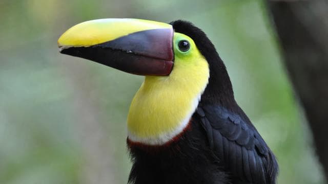 La Fortuna: Half-Day Wildlife Safari Float - Photo 3 (Gallery view)