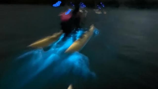 La Parguera: Bioluminescent Bay Chiliboats Waterbike Tour - Photo 5 (Gallery view)
