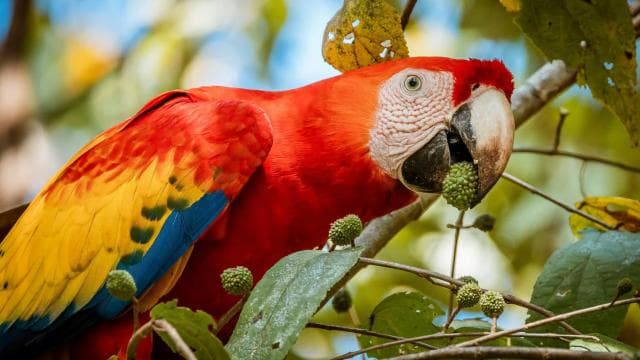Uvita:Scarlet Macaws in Marino Ballena National Park Parrots - Dominican Republic