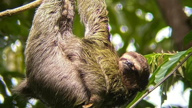 Guided tour in the jungle of Manuel Antonio National Park.