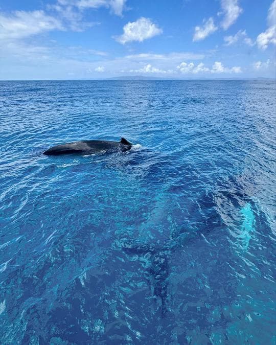 Punta Cana: Miches Whale Watching Catamaran Tour with Snacks 