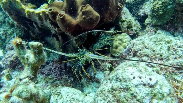 diving catalina island from punta cana