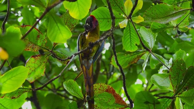 Canoe, night and day hike in Tortuguero National Park