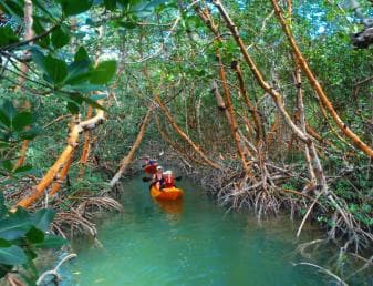 Los Haitises: Enfoque de vida silvestre al amanecer o al atardecer - Photo 3 (Gallery view)