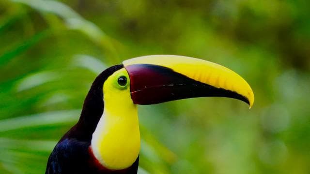 Manuel Antonio: Birdwatching exclusive tour